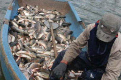 Destacados en la industria pesquera