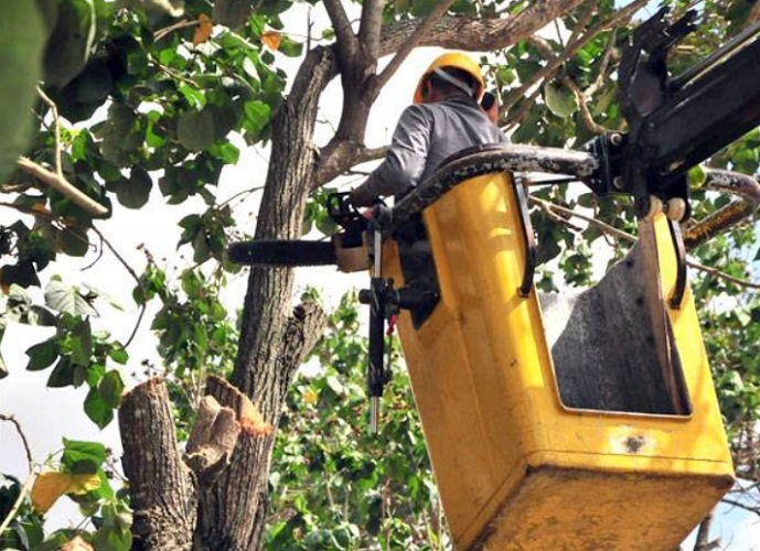 La poda de árboles fue una de las acciones realizadas durante el Ejercicio. | foto: Periódico Escambray