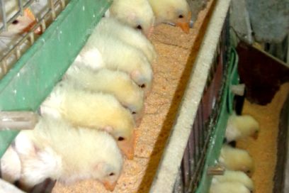 Empresa avícola Las Tunas: Empezar por el inicio