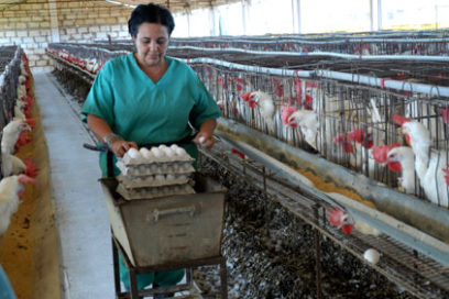 Conmemoran en Sancti Spíritus creación del Combinado Avícola Nacional