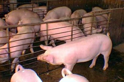 Experts Discuss on Swine Genetics in Cuba
