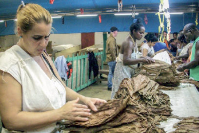 Celebran este lunes, Día del tabacalero