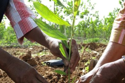 Cultivar árboles: tarea de años