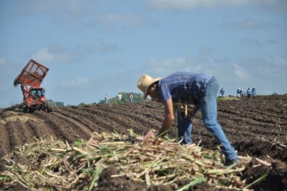 Azucareros en nuevas misiones