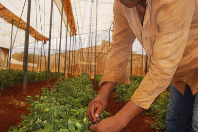 Amenazas sin pérdidas en la cosecha (+ Fotos)