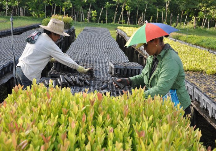 Trabajador Forestal