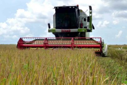 Inicia con buenos augurios cosecha de arroz en Granma