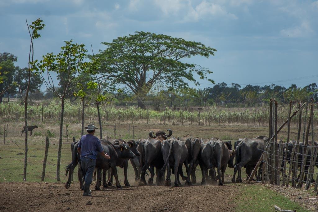 Antes de trabajar con los búfalos, la preparación de los obreros es la herramienta fundamental para obtener beneficios de este animal. Foto: Leandro Armando Pérez Pérez