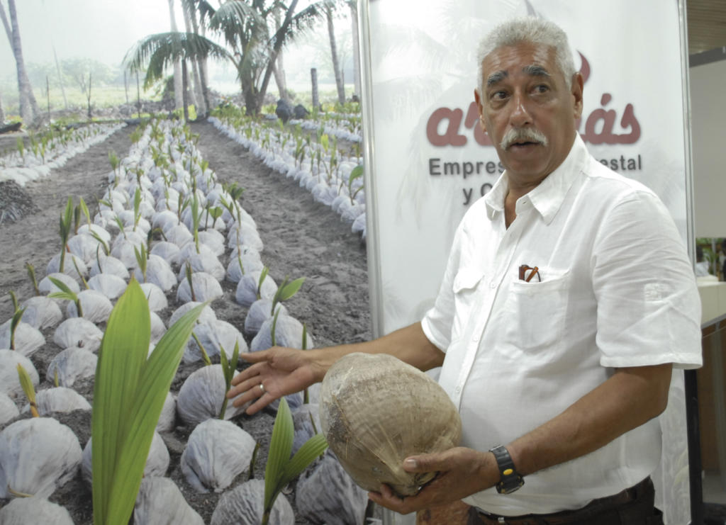 Baracoa emprende un programa de recuperación y modernización de la producción de coco, aseveró Alexis Toirac. Foto: Agustín Borrego Torres