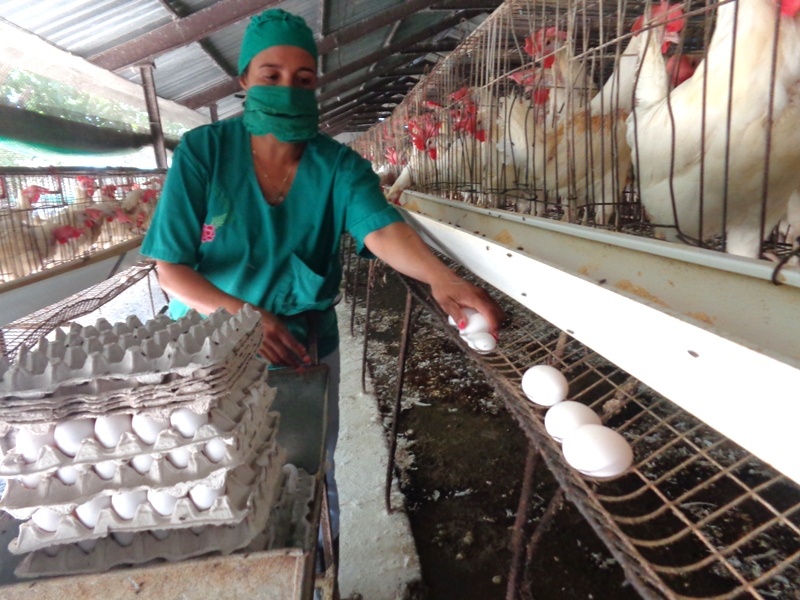 La salud de las aves es tangible y se revierte en productividad. Foto: Jorge Pérez Cruz 