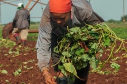 Importante aporte obrero a la recuperación en Camagüey