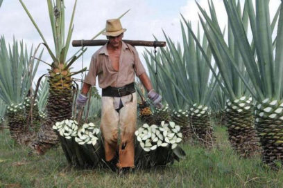 Cuban Henequen Industry Launches S.O.S. to Survive