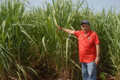 El azúcar se hace en el campo
