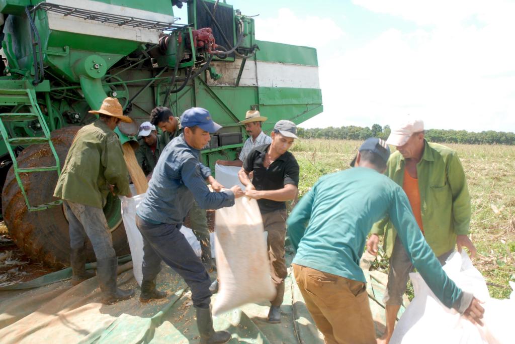 Recuperación de productos agrícolas tras el paso del huracán Irma por el sur de la provincia Mayaveque. Foto. Agustín Borrego Torres