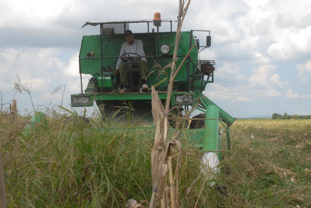 Las máquinas son insuficientes para recoger todo el maíz seco derribado por Irma; hacerlo a mano es una tarea titánica por la magnitud del área perjudicada. Foto. Agustín Borrego Torres