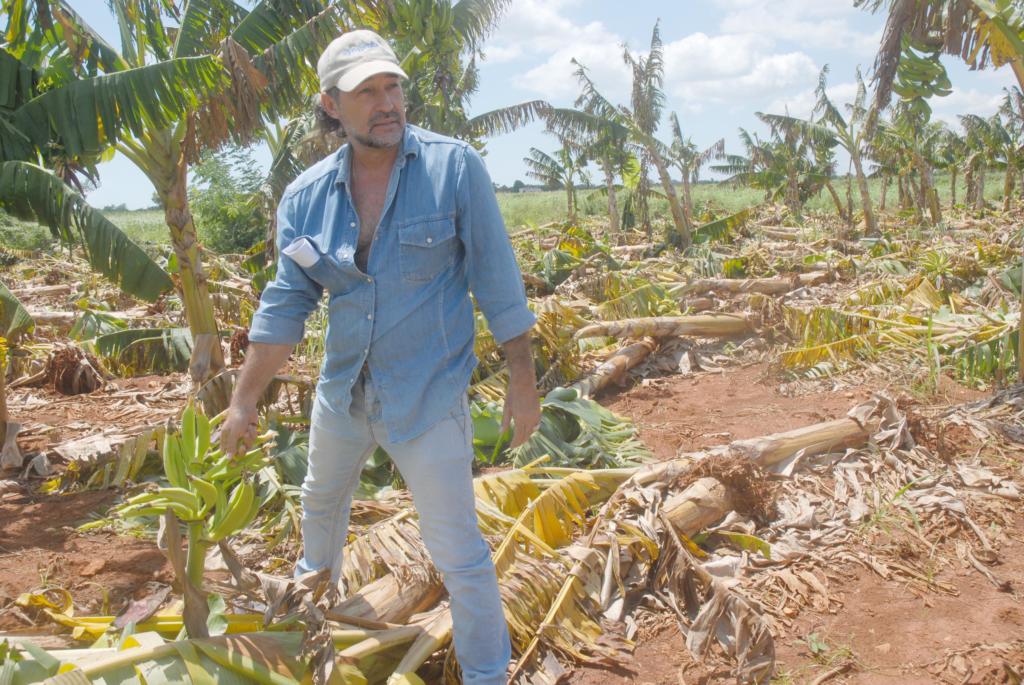 El plátano fue el cultivo mas afectado por el huracán Irma en Mayabeque y en casi todo el país. Foto. Agustín Borrego Torres