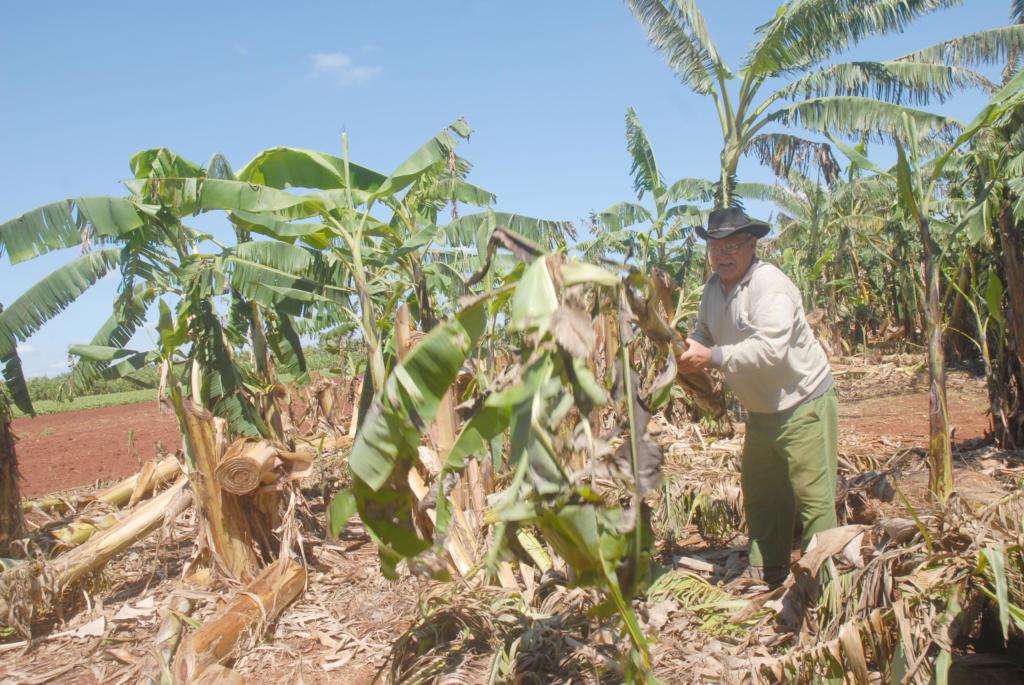 Ramón Martínez, como miles de productores, se empeña en recuperar sus sembrados. Foto. Agustín Borrego Torres