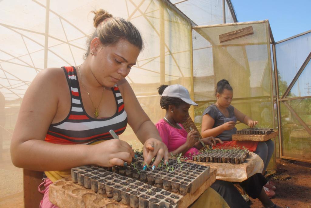 Garantizar posturas para intensificar las siembras es vital en estos momentos. Foto. Agustín Borrego Torres