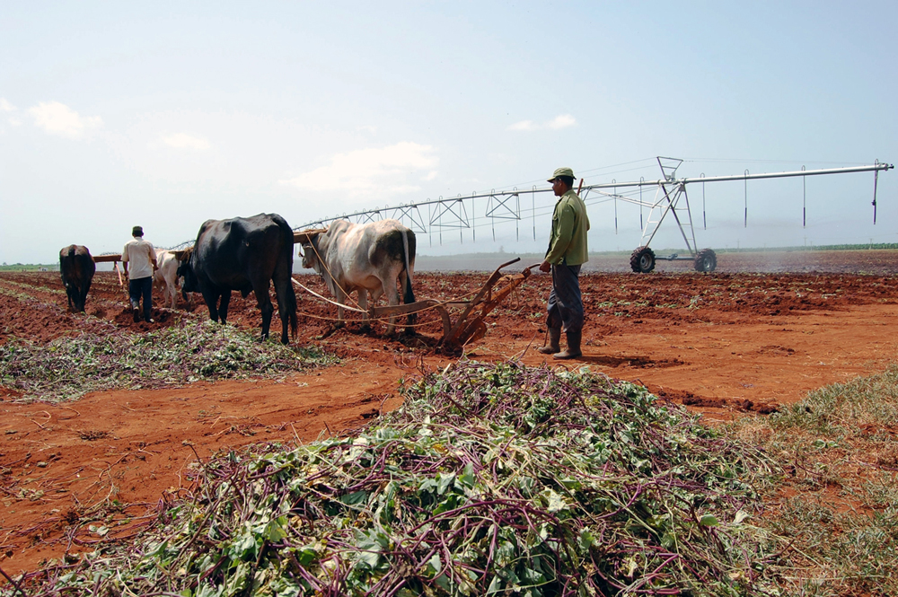 Incrementar la siembra de cultivos de ciclo corto forma parte de los propósitos de la agricultura. Foto: Ramón Barreras Ferrán