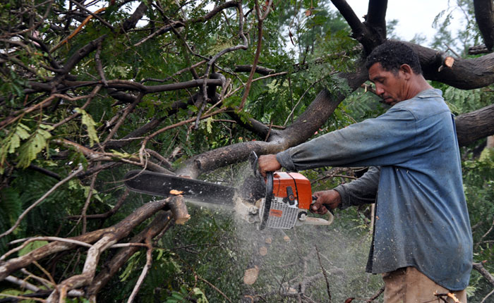 Poda de árboles en Holguín.