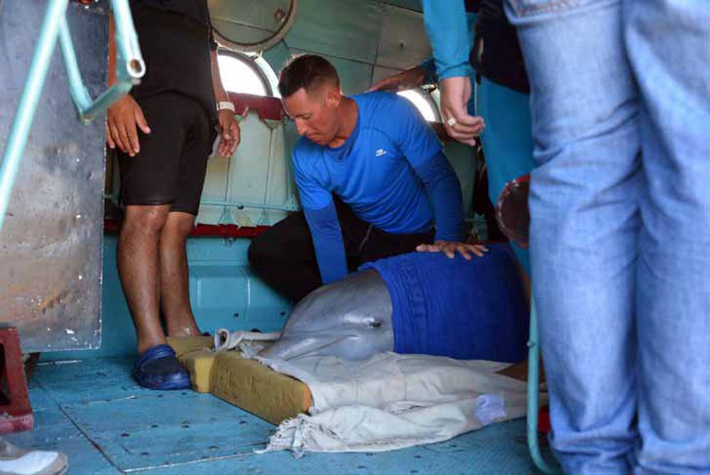 En pleno vuelo, los cuidadores acomodan a los delfines durante su traslado aéreo a Cienfuegos, desde el Delfinario de Cayo Guillermo. Foto: Osvaldo Gutiérrez Gómez (ACN)