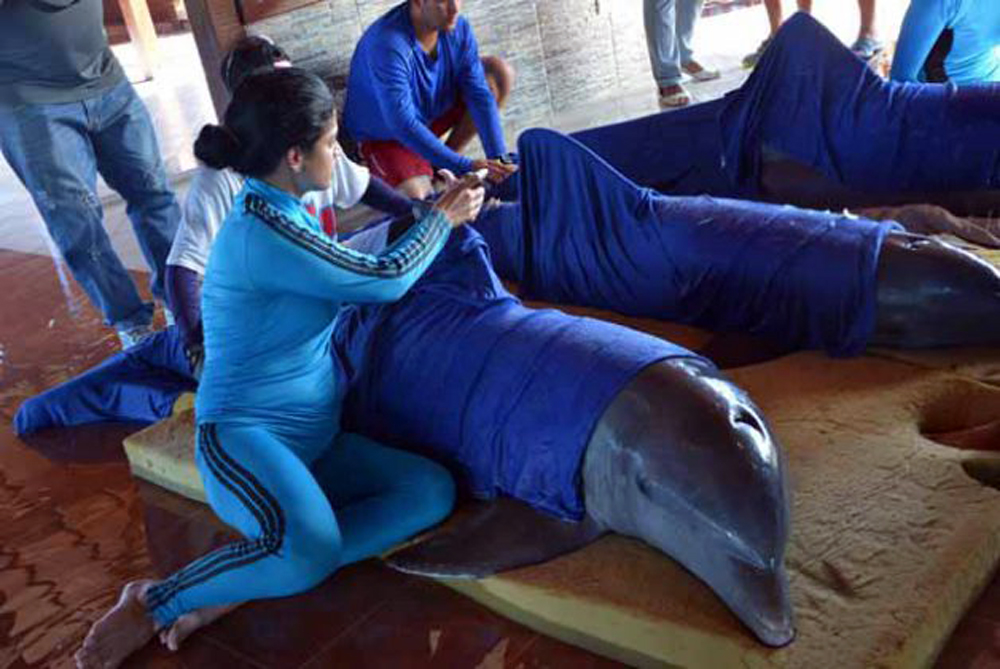 Los cuidadores cedan y humedecen a los seis ejemplares. Foto: Osvaldo Gutiérrez Gómez (ACN)