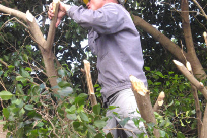 Avileños alertas ante inminente y peligroso huracán