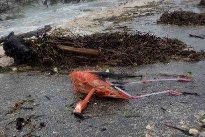 Cuba assesses damages to ecosystems after Hurricane Irma