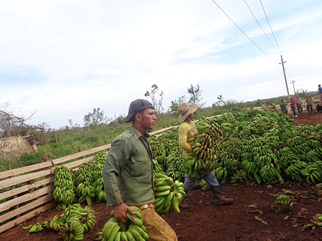 Se cosecha y siembra plátano y otras producciones agrícolas.