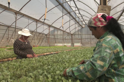 Vegetales no tan lejos de la mesa