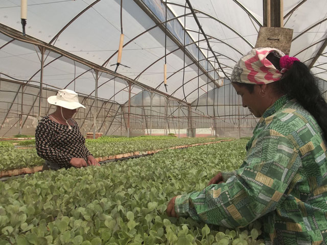Salvadas todas las posturas porque los agricultores fueron precavidos. Foto: José Luis Martínez Alejo