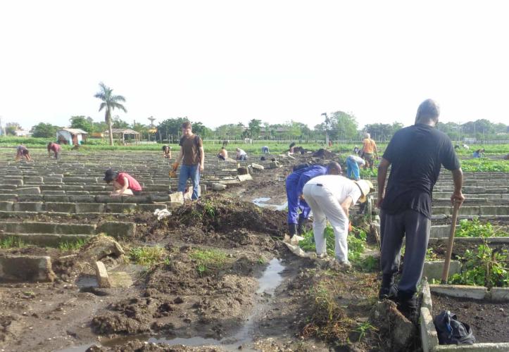 Los integrantes de brigada internacional de solidaridad con Cuba “Por los caminos del Ché”, se insertaron a las jornadas de trabajo voluntario en Sancti Spíritus.