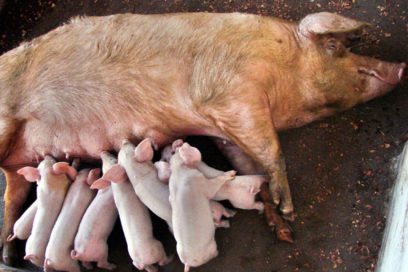 Aplicarán vacuna cubana contra la peste porcina