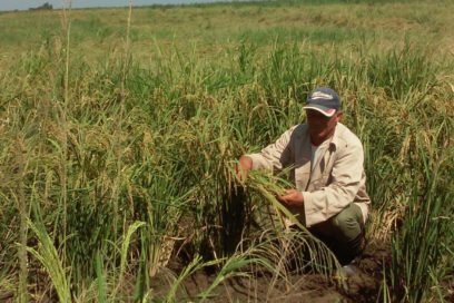 El arroz en Granma: Sin variar compromisos