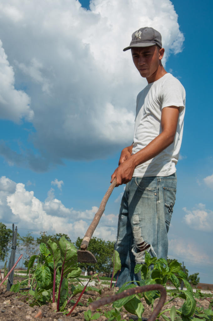 El Organopónico Tínima, el más grande del país con alrededor de mil canteros, contribuye en el abastecimiento de vegetales frescos a la población agramontina, razón que guió a cientos de jóvenes a realizar este sábado allí una jornada de trabajo voluntario. Foto: Leandro Armando Pérez Pérez