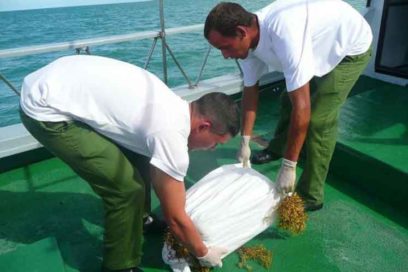 Crecen incautaciones de drogas en Cuba por incremento de recalos