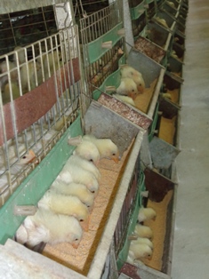 Los pollitos gozan de buena salud.