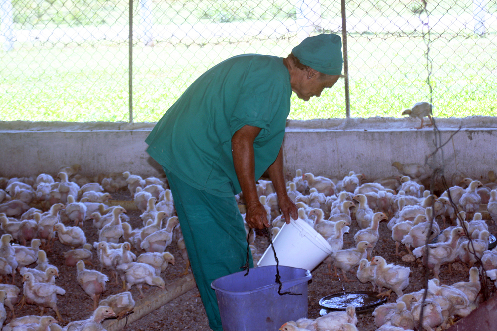 La unidad pecuaria se ha diversificado. Uno de sus renglones es la avicultura, con la cual garantizan carne y huevos. Foto: Annyslei Bieisa Gómez