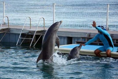 Renovated Environment at Cayo Guillermo’s Dolphinarium