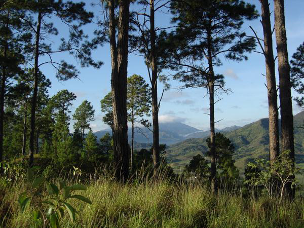 Paisajes para el rescate de la biodiversidad. Foto: Tomada de Sierra Maestra