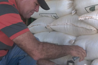 Frijoles amargos: En apuros un alimento que sustituye importaciones