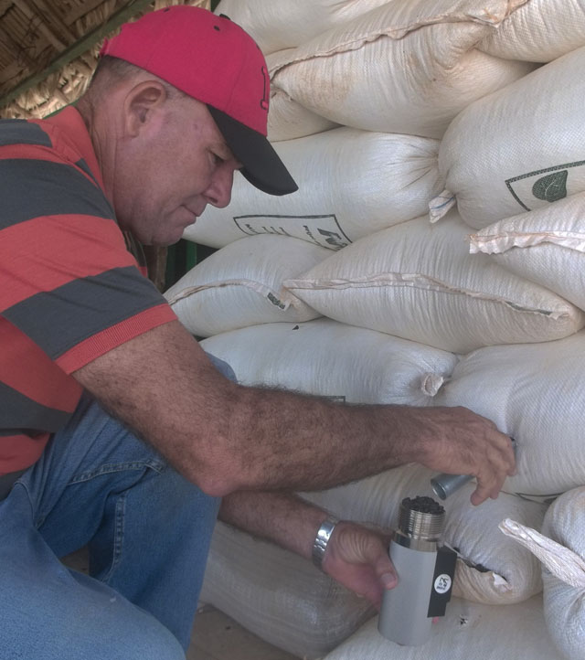 Frijoles en la CCS avileña José Maceo que no llegan a la mesa de los cubanos. Foto: José Luis Martínez Alejo
