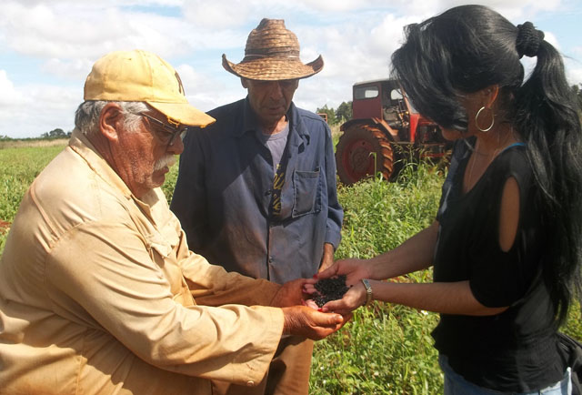 La ingeniera agrónoma Yaneisy Mirabal comprueba la óptima calidad del producto cosechado en la finca de los hermanos Francisco y Tomás Martínez Loyola. Foto: José Luis Martínez Alejo