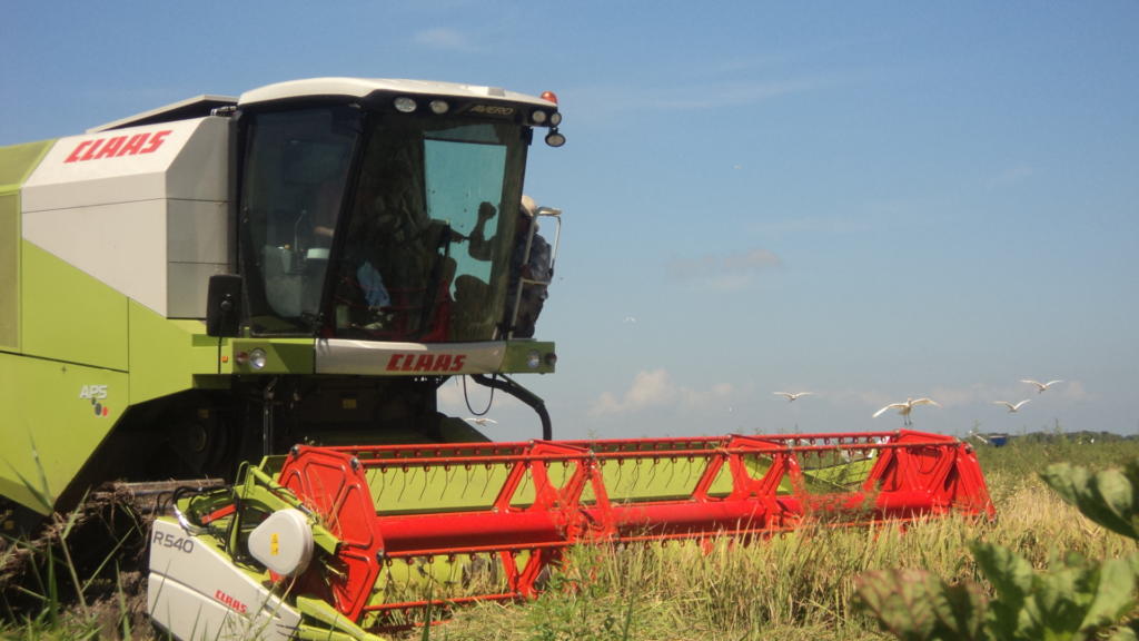 El cultivo del arroz en la zona adyacente a la desembocadura del río Cauto sería uno de los más afectados por el avance de la cuña salina. Foto: Cortesía Empresa Agroindustrial de Granos Fernando Echenique