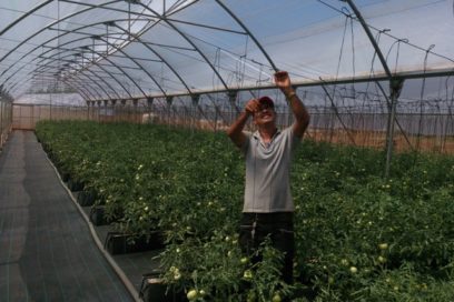 Más alimentos criollos para consumir