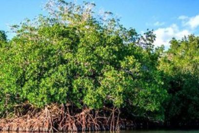 ¿Por qué debemos proteger los manglares en Cuba? (+ Video)
