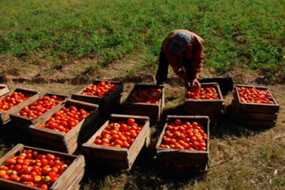 Producciones agrícolas satisfacen encargo estatal en 2017