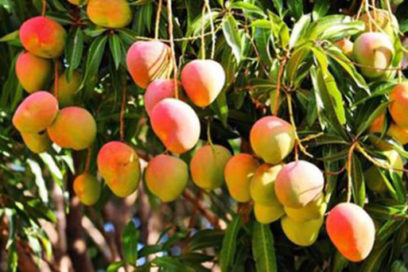 Las frutas ¿siguen prohibidas?