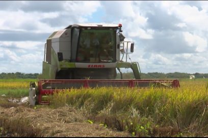 Cosecha bien Empresa Agroindustrial de Granos Matanzas