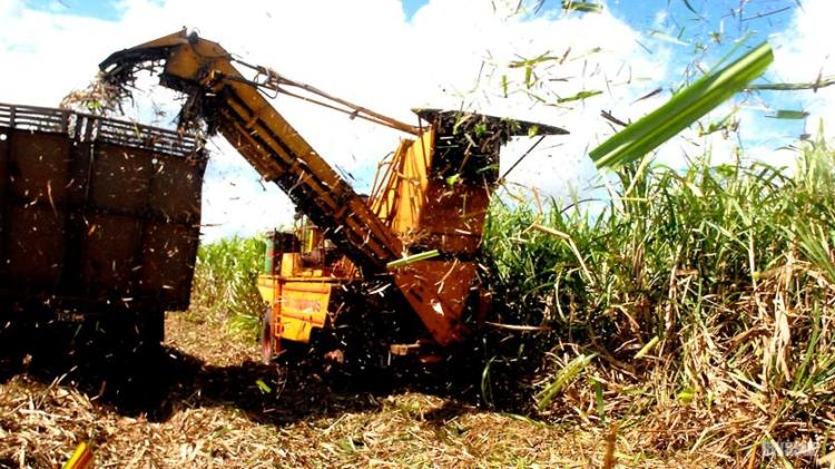 Aprovechar al máximo la jornada laboral constituye un compromiso de los agroindustriales azucareros avileños en homenaje al Primero de Mayo. Foto: Pastor Batista Valdés